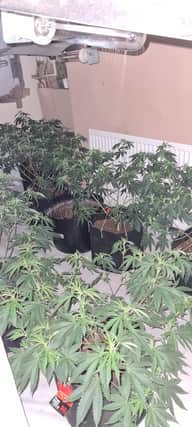 Cannabis discovered at a house in Rawmarsh