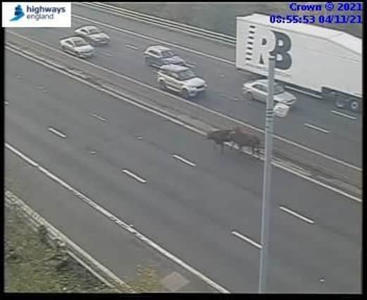 Two cows are loose on the M1