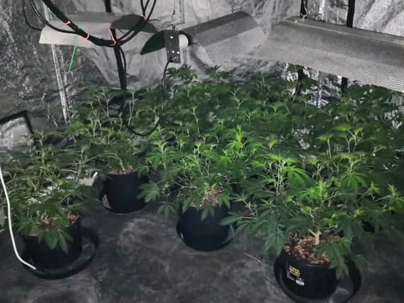 Cannabis plants found at the scene
