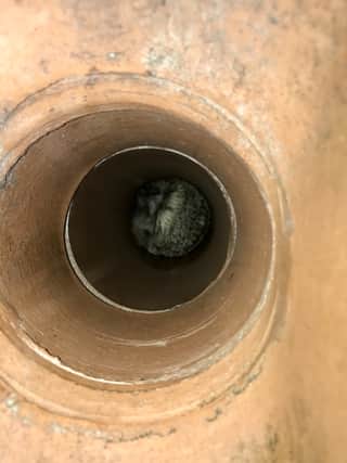 The hedgehog stuck in the drain