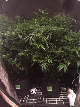 Plants seized by police.