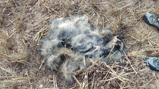 The decomposing body of a badger found in a Maltby field on Saturday which is believed to have been savaged to death around five days earlier