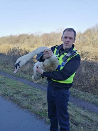 Sgt Mark Hitchenor took a poorly swan under his wing earlier this week.
