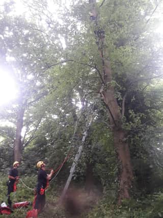 Firefighters assisting in the rescue of a cat stuck up a tree for a week.