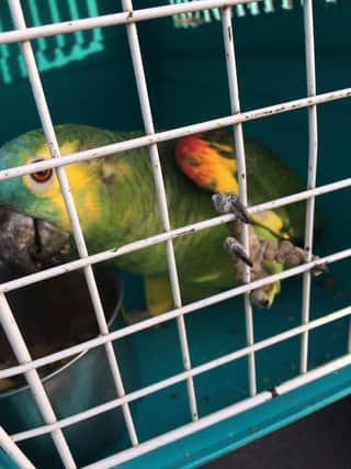 Charlie the parrot is finally caught