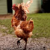Could you rehome a hen?