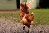 Could you rehome a hen?