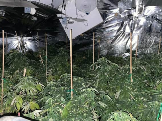 Officers discovered this cannabis grow at a property in North Anston