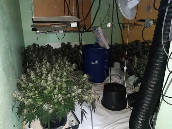 Police found cannabis growing in a house in Rawmarsh