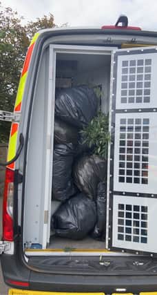 Cannabis plants recovered during the operation