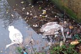Swans continue to lay lifeless at South Yorkshire Navigation Canal
