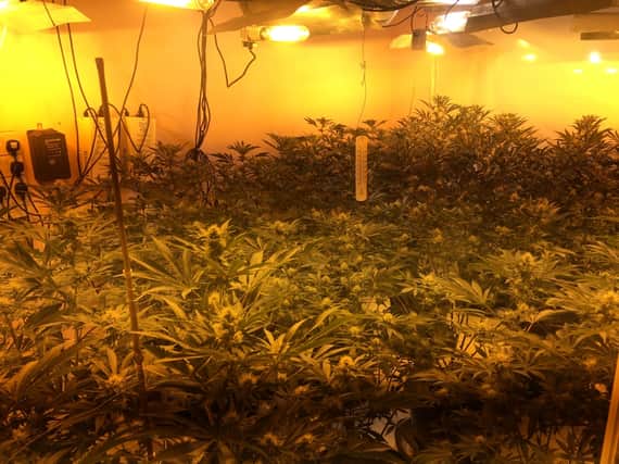 Plants seized by police