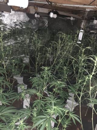 Cannabis plants found at Foljambe Road