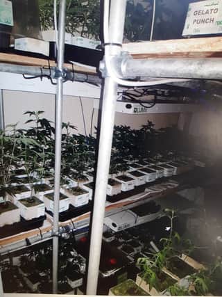 Just some of the cannabis plants seized in Rawmarsh on Friday.