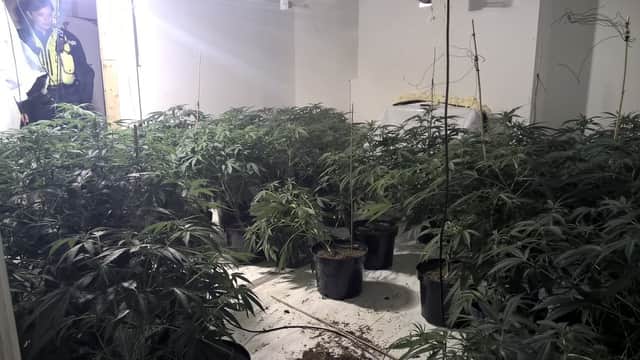 The cannabis farm set-up
