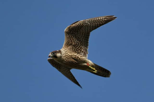 Red the peregrine. Picture by Richard Willison