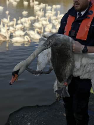 A swan covered in oil