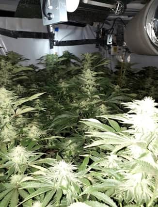 Officers found cannabis growing across five rooms at a property in Rawmarsh earlier this month
