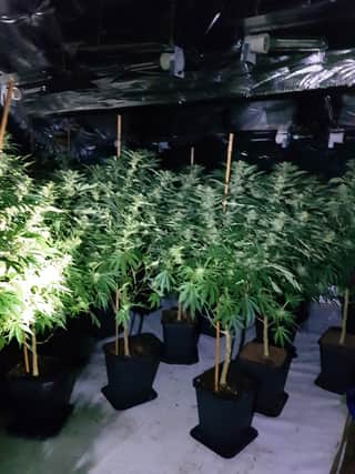 The cannabis plants found following the raid in Eastwood today (Wednesday).
