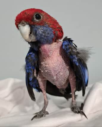 Princess the Parrot was found almost completely bald across her chest, stomach and legs