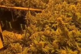 Police found 72 cannabis plants at the property