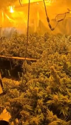Police found 72 cannabis plants at the property