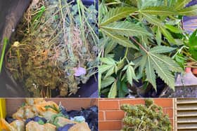 Cannabis plants were seized from two properties in Ferham
