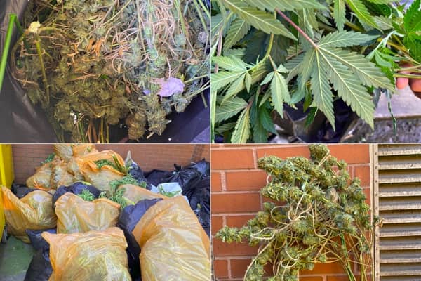 Cannabis plants were seized from two properties in Ferham