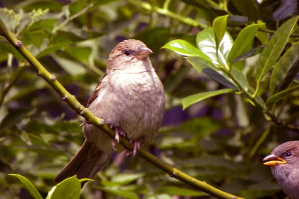 The house sparrow is the most commonly-sighted bird in South Yorkshire. Picture: Flickr