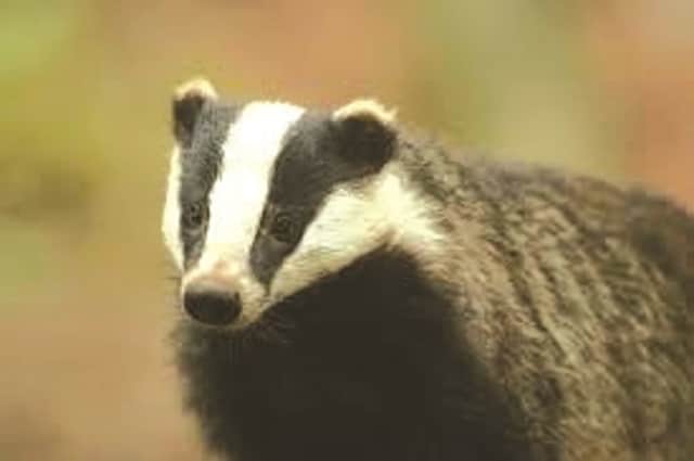 Badgers found dead, but was it down to baiting?