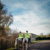 Police horses on patrol
