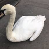 The swan was moved to the pavement by police. Picture courtesy Andy Kershaw.