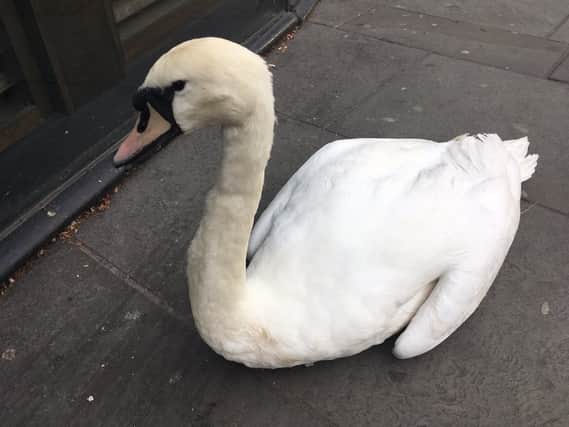 The swan was moved to the pavement by police. Picture courtesy Andy Kershaw.