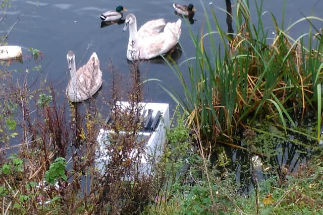Willdfowl swim close to a dumped ridge at Catcliffe Flash. Picture by Cllr Pete Deveaux