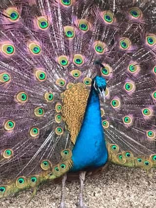 Frank the peacock