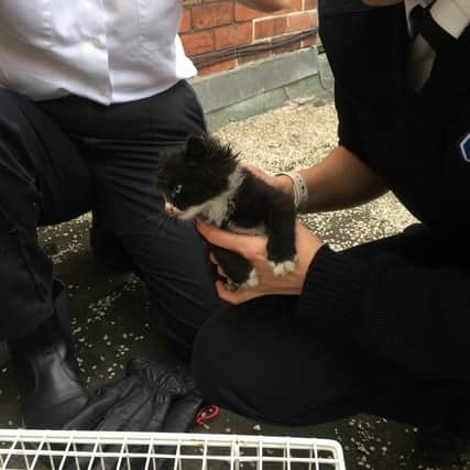 The rescued kitten