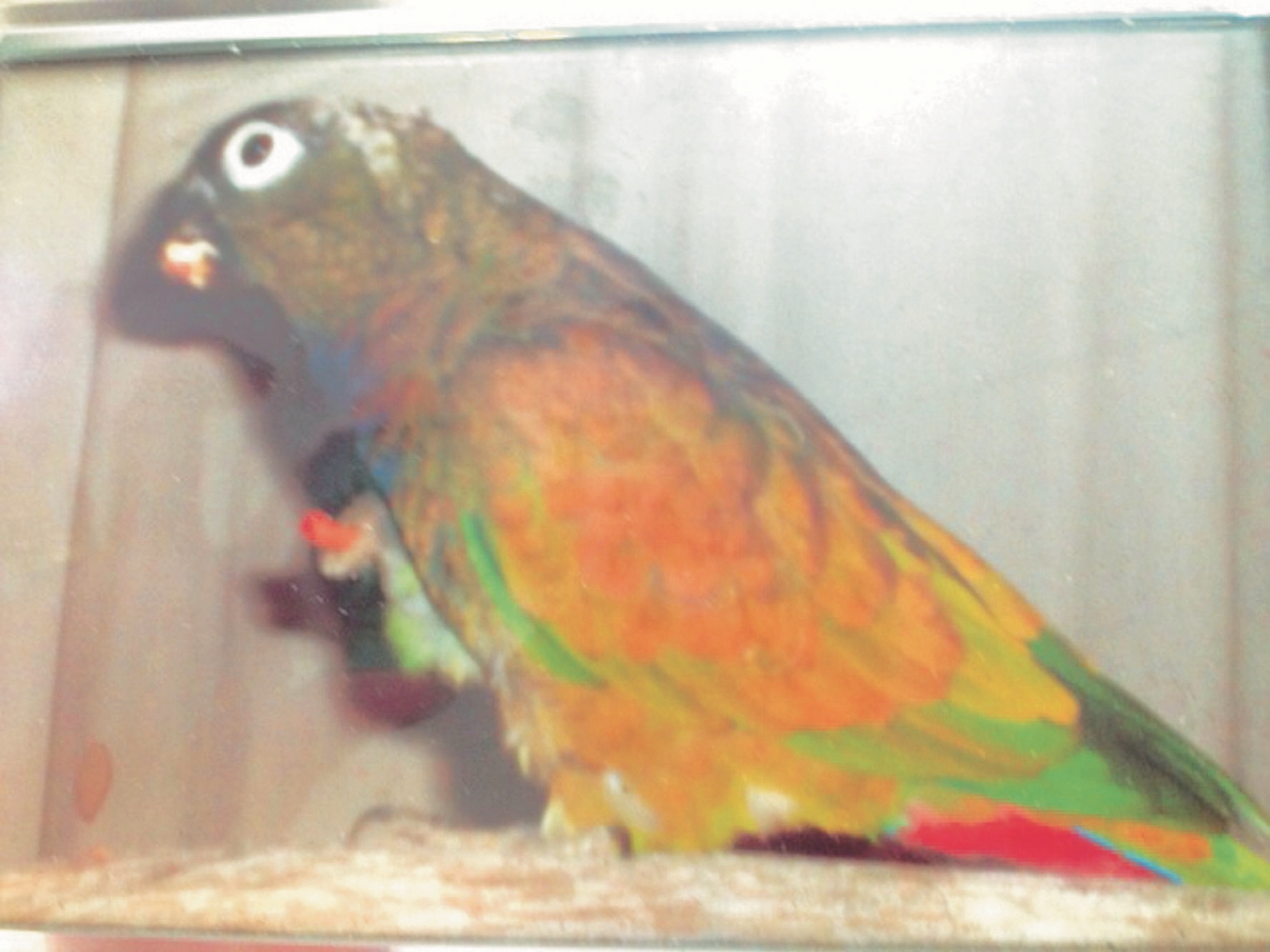 Rodney returns home!