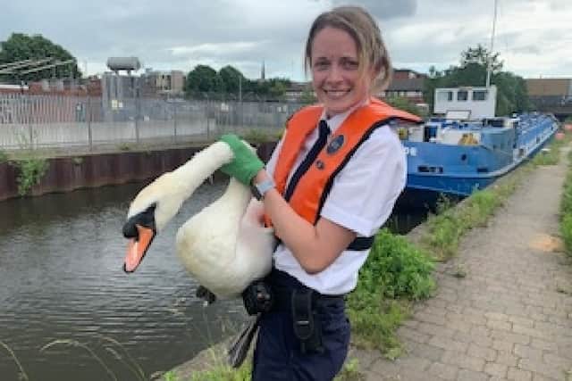 The swan being released by animal collection officer Katie Hetherington