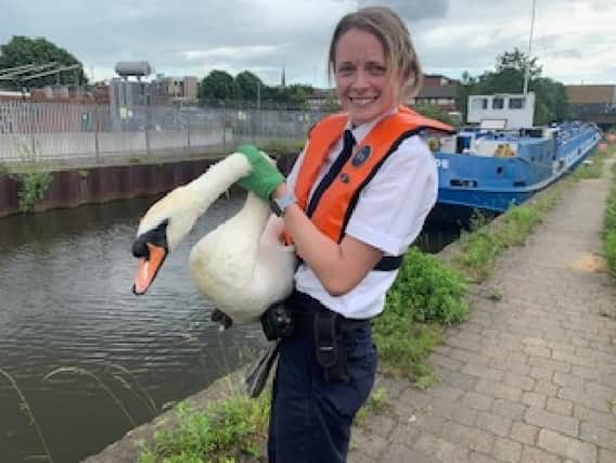 The swan being released by animal collection officer Katie Hetherington