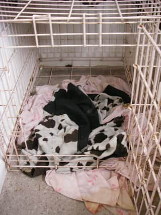 A dog bed found at the home of Tara Bridges