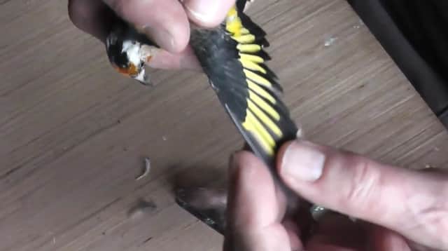 One of the goldfinches being inspected by an RSPCA expert. Picture: RSPCA