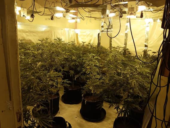 Some of the cannabis plants recovered in the Eastwood drugs raid on Saturday.