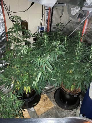 Cannabis plants uncovered after a successful operation in Doncaster yesterday (May 4)