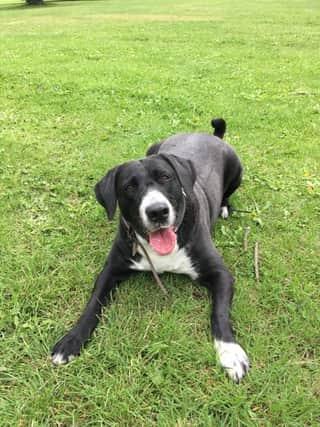 Jess the Collie cross who is looking for someone to walk her