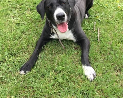 Jess the Collie cross who is looking for someone to walk her