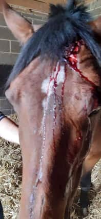 A female horse was badly injured following a break in at a stables in Wath.
