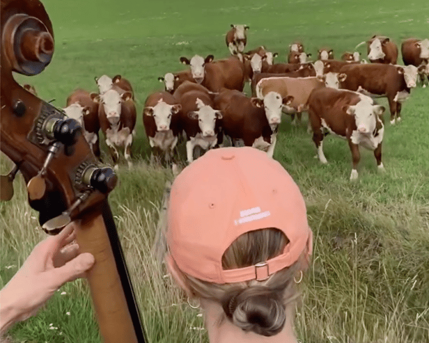 Watch the ‘udderly’ adorable moment a herd of cows rush down a field to enjoy free jazz performance