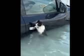 Cat clings to car door during flash flooding in Dubai