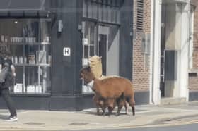 Alpacas spotted taking a stroll down city centre street.