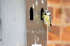 Smokers have been banned from using a village hall ashtray bin after it was taken over - by a family of nesting blue tits.  
